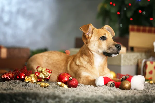 Malé roztomilé funny pes hrát s Santa hat na pozadí vánočních dárků — Stock fotografie