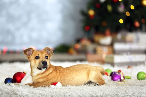 Pequeño perro divertido lindo jugando con el sombrero de Santa en el fondo del árbol de Navidad — Foto de Stock