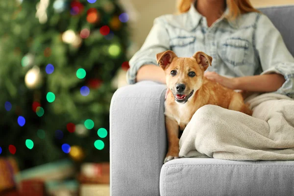 Female person holding small cute funny dog at chair on Christmas tree background