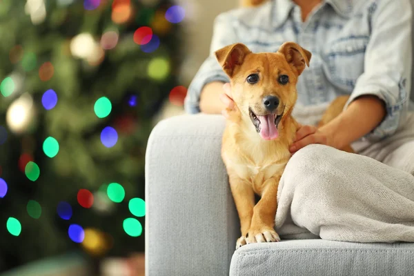Pessoa feminina segurando pequeno cão engraçado bonito na cadeira no fundo da árvore de Natal — Fotografia de Stock