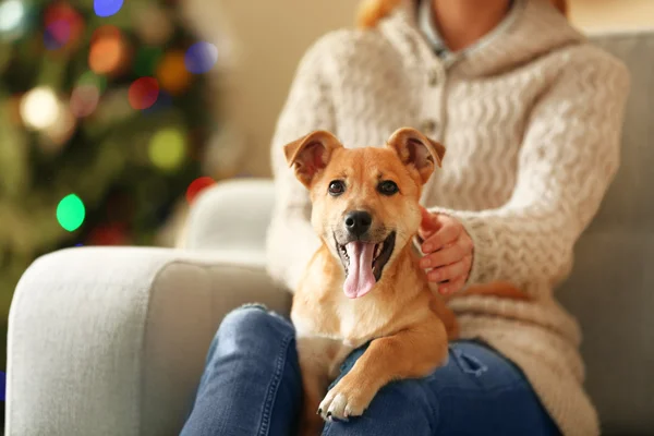 Femme tenant petit chien drôle mignon à la chaise sur le fond de l'arbre de Noël — Photo