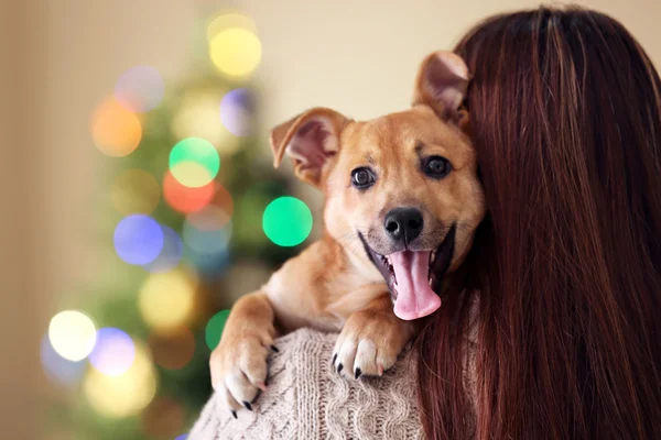 Noel arka plan bulanık kadının omzuna küçük komik tatlı köpeğe — Stok fotoğraf