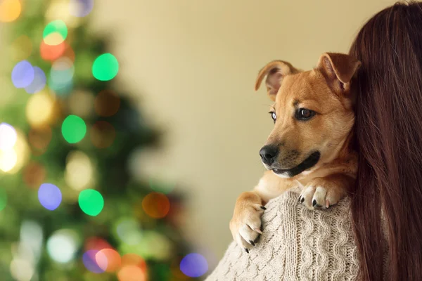小搞笑的可爱的小狗在女人肩上模糊的圣诞节背景 — 图库照片