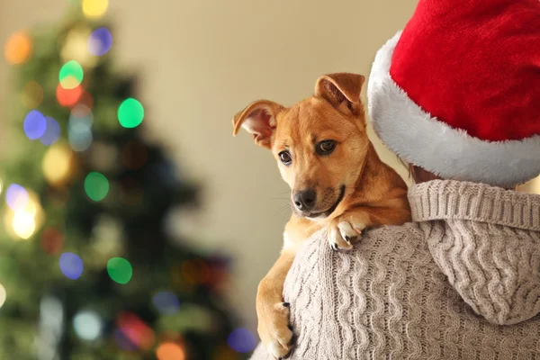 Donna in Santa hat holding a spalla piccolo simpatico cane carino su sfondo di Natale — Foto Stock