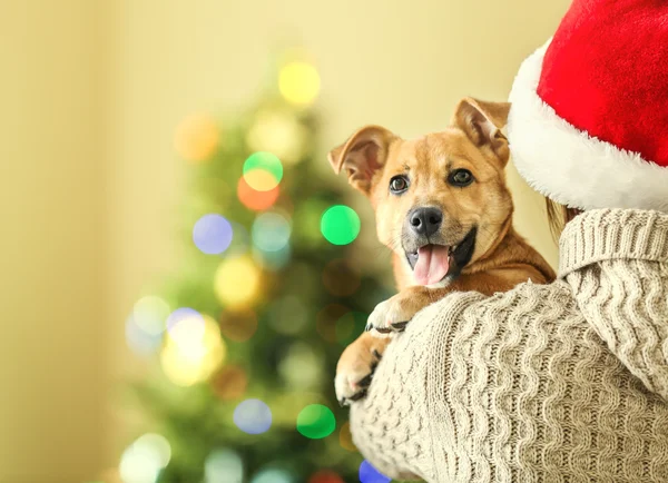 Mujer en Santa sombrero sosteniendo al hombro pequeño perro lindo divertido en el fondo de Navidad —  Fotos de Stock