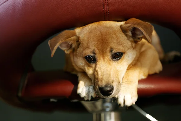 Pequeno engraçado bonito cão sentado no banco do bar, close-up — Fotografia de Stock