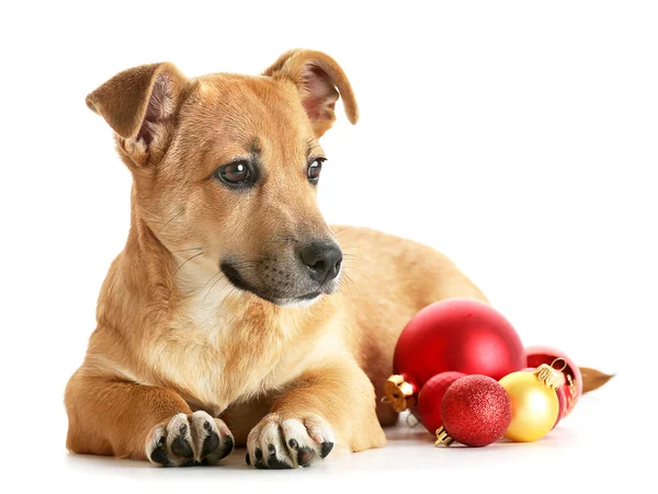 Cão engraçado pequeno bonito com brinquedos de Natal, isolado em branco — Fotografia de Stock