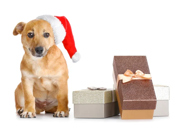 Piccolo simpatico cane simpatico con cappello di Babbo Natale e scatole regalo, isolato su bianco — Foto Stock