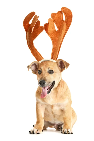 Small funny cute dog with deer horns, isolated on white — Stock Photo, Image