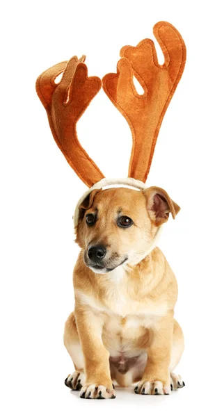 Small funny cute dog with deer horns, isolated on white — Stock Photo, Image