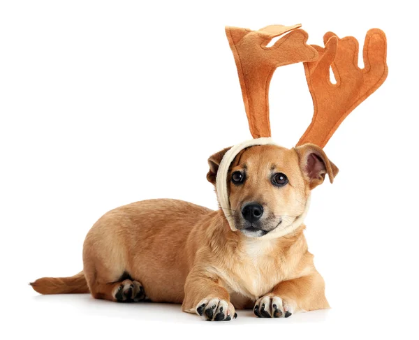 Small funny cute dog with deer horns, isolated on white — Stock Photo, Image