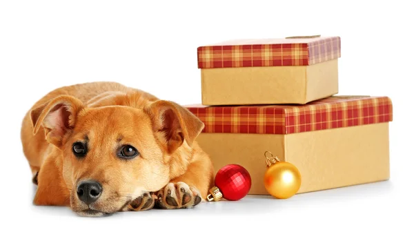 Petit chien mignon drôle sur la table avec des cadeaux et des jouets de Noël, isolé sur blanc — Photo