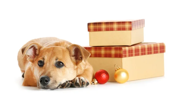 Pequeño perro lindo divertido en la mesa con regalos y juguetes de Navidad, aislado en blanco —  Fotos de Stock