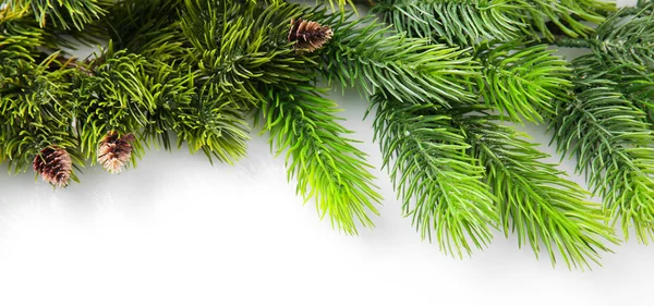 Beyaz arkaplanda Noel ağacı dalı — Stok fotoğraf