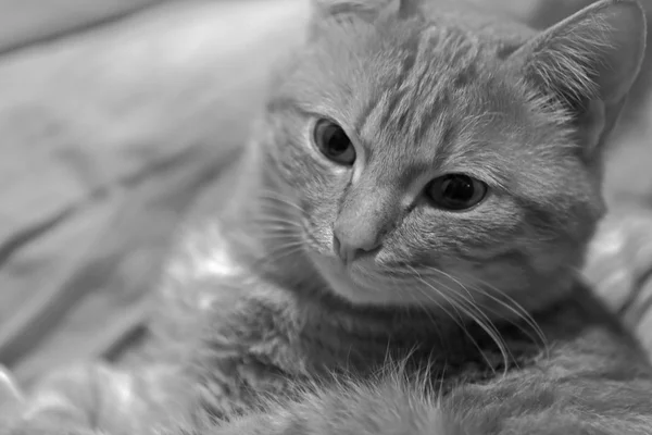 Foto em preto e branco de um gato — Fotografia de Stock