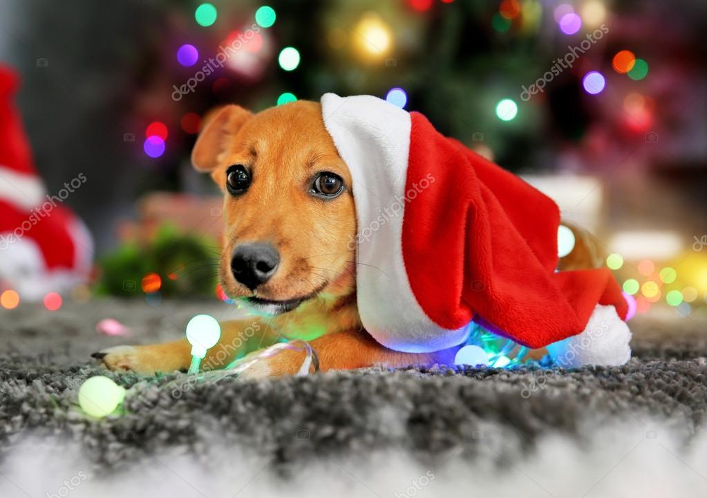 Christmas background dog Stock Photos, Royalty Free Christmas background dog  Images | Depositphotos
