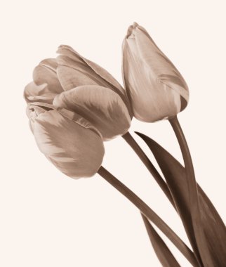 Güzel bahar çiçekleri