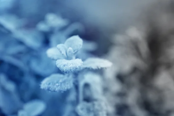 Zimowy mroźny liści — Zdjęcie stockowe