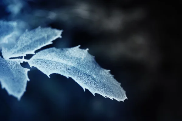 Frostiga vinter lämnar — Stockfoto