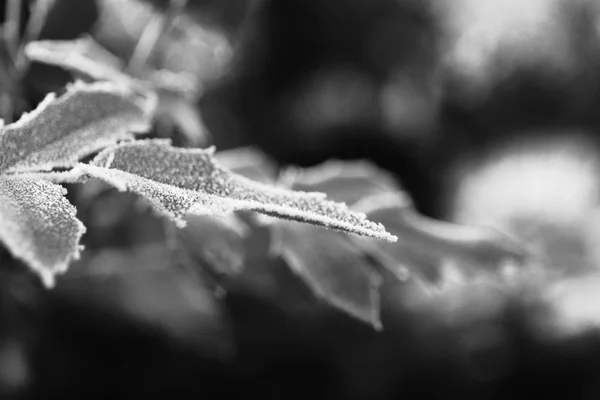 Frosty winter leaves — Stock Photo, Image