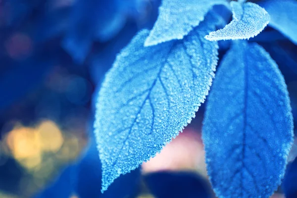 Frosty winter leaves — Stock Photo, Image