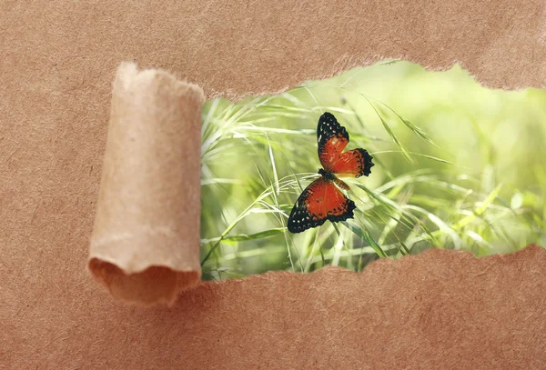 Moldura de papel com bela natureza — Fotografia de Stock