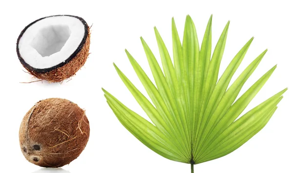 Färska kokosnötter med palmblad — Stockfoto