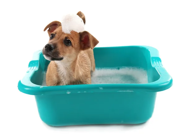 Puppy in bath isolated on white — Stock Photo, Image