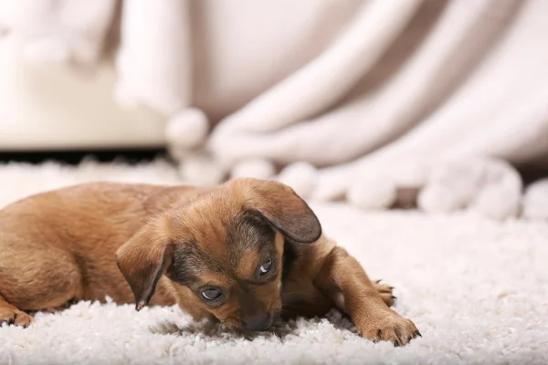 Cute puppy leżąc na dywanie w domu — Zdjęcie stockowe