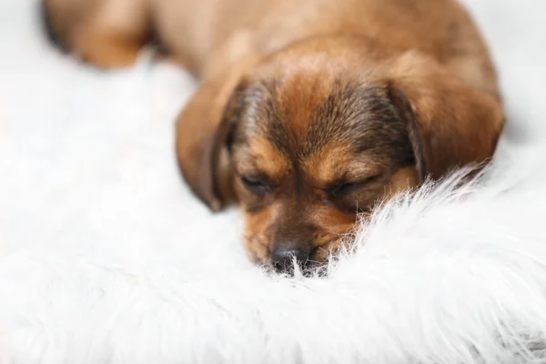 Cachorro durmiendo en la alfombra en casa — Foto de Stock