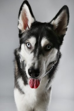 Gri arka plan üzerinde Kulaklığımda genç Husky portresi