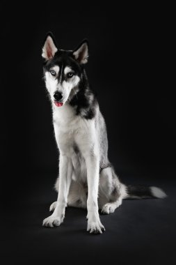 Genç koyu arka plan üzerinde oturan Husky