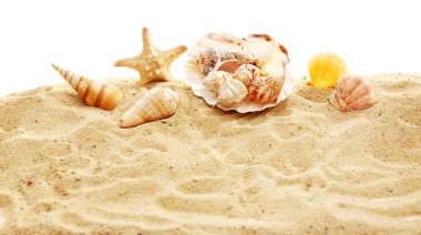Kum üzerinde güzel kabukları 