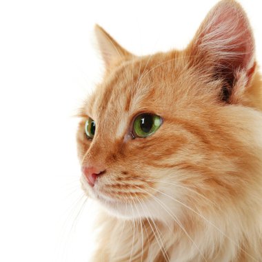 kabarık kırmızı kedi