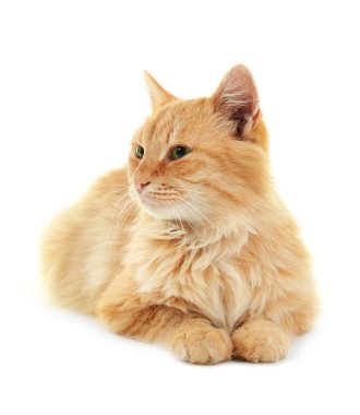 Sevimli kırmızı kedi yalan