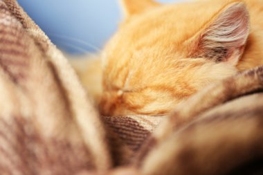 Kanepe üzerinde kabarık kırmızı kedi