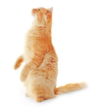 Kırmızı kedi oynuyor