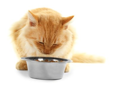 Kırmızı kedi yemek