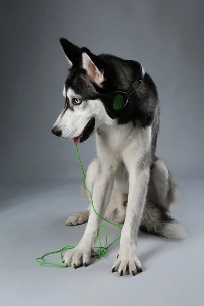 Jovem Husky sentado em fones de ouvido em fundo cinza — Fotografia de Stock