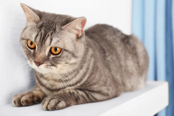 Gato gris contra pared blanca y cortinas azules, de cerca — Foto de Stock