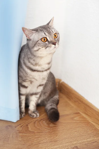 Bedårande grå katt sitter nära blå gardin — Stockfoto