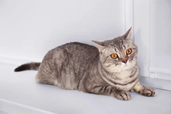 Schattig grijze kat, zittend op venster bestuur — Stockfoto