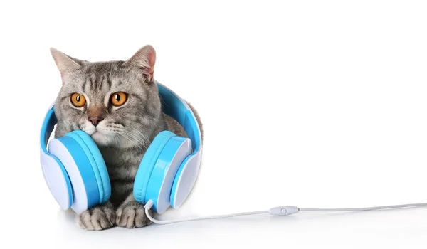 Grey cat with blue headphones isolated on white background — Stock Photo, Image