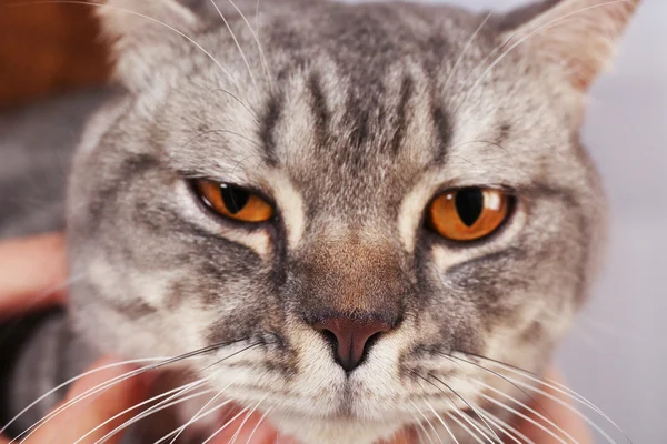 Portrait of grey cat, close up — Stock Photo, Image