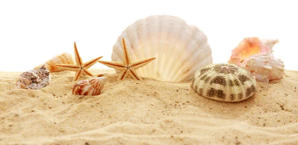 Belas conchas na areia — Fotografia de Stock