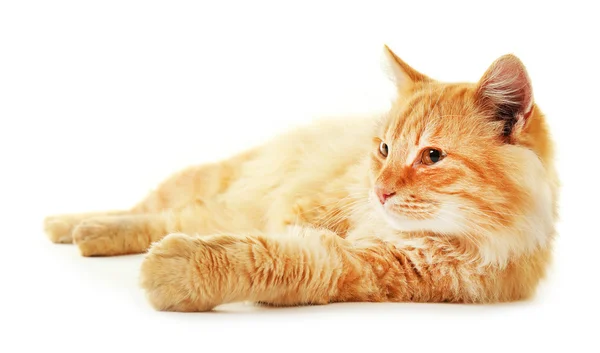 Fluffy red cat laying — Stock Photo, Image
