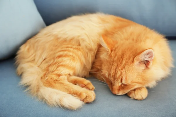 Flauschige rote Katze schläft — Stockfoto