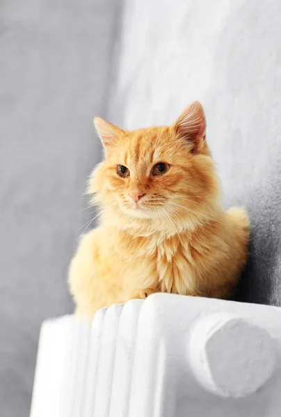 蓬松的红猫上暖散热器 — 图库照片