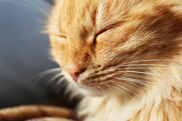 Retrato de gato rojo esponjoso en sofá — Foto de Stock