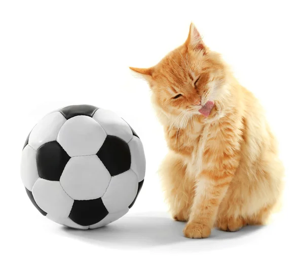 Красная кошка с футбольным мячом — стоковое фото